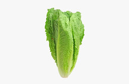 [997009] Lettuce
